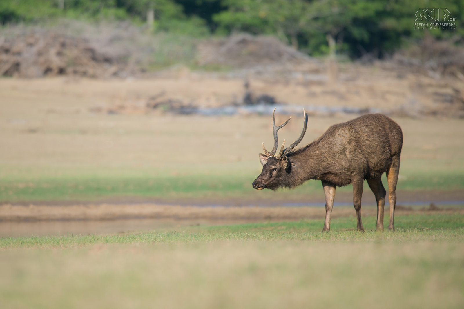 Kabini - Sambar deer The sambar (Rusa unicolor) is a large deer native to the Indian subcontinent. Sambars are the favorite meal of a tiger.  Stefan Cruysberghs